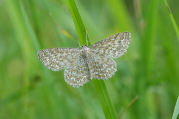 Closeup on Lewes Wave geometer moth, Scopula immorata, with spread wings in a grassland