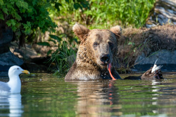 A brown bear eating a salmon and watching a gull as it swims by