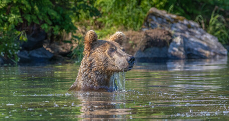 A brown bear with its head above water dripping wet as it stares into the distance