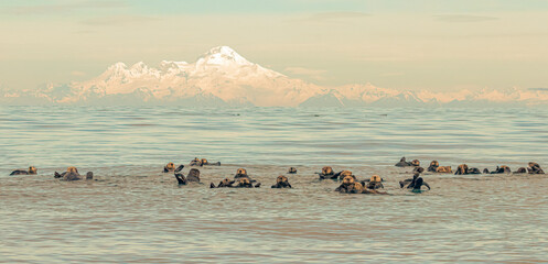 A group of sea otters floating in the water with a snow covered mountain in the background © Linda