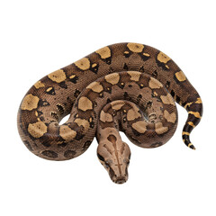 boa constrictor snake