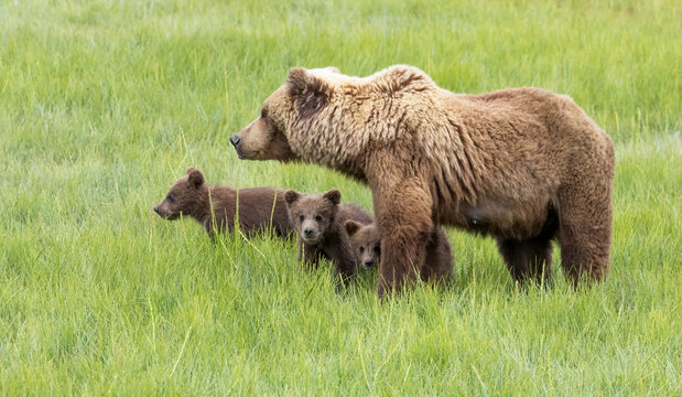 A mother Alaskan brown bear and her three cubs standing in a field of green grass with two cubs looking at the camera in Lake Clark National Park
