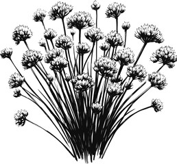 Chives flowers vintage linework ink sketch hand drawn pen drawing cooking herbs vector illustration background