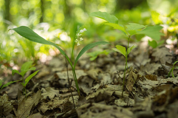 Convallaria majalis - White lily of the valley flowers growing in a deciduous forest with beautiful soft bokeh