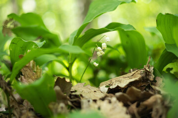 Convallaria majalis - White lily of the valley flowers growing in a deciduous forest with beautiful soft bokeh