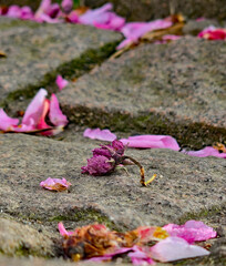 High-contrast close-up of a flower on concrete paving stones