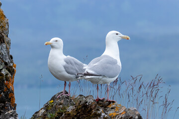Two glaucous-winged gulls standing on a rock covered with moss and lichen against a clear blue background.