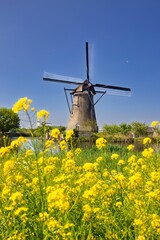 Picturesque Dutch windmill with vibrant flowers.