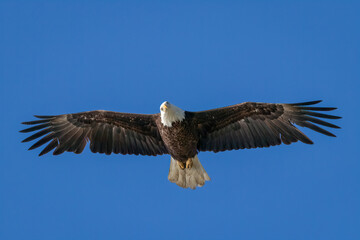 Obraz premium An adult American bald eagle in flight with wings outstretched looking at the camera.