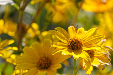 Yellow Flowers Blooming in a Garden