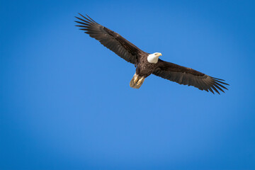 An adult American bald eagle in flight with wings outstretched. 