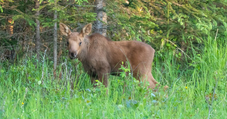 A single baby moose standing in a field of grass at the edge of a forest and looking at the camera. 