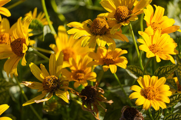 Yellow Flowers Blooming in a Garden