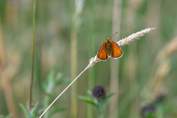 A small skipper butterfly on a grass seed head.