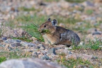 A pika with a bunch of grass in its mouth. 