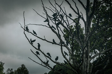 Numerous black birds, likely crows or ravens, perched on the branches of a leafless tree against a...