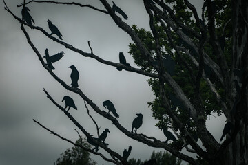 Numerous black birds, likely crows or ravens, perched on the branches of a leafless tree against a...