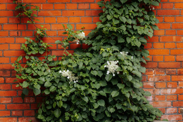 Lush green ivy with white blossoms climbs a vivid red brick wall, creating a striking contrast of natural and urban textures.