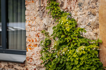 Lush green ivy with white blossoms climbs a vivid red brick wall, creating a striking contrast of...