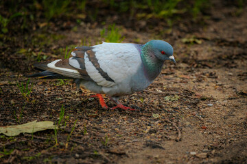 Close-up of a pigeon with vibrant iridescent feathers on its neck, standing on a dirt path with scattered grass and twigs.