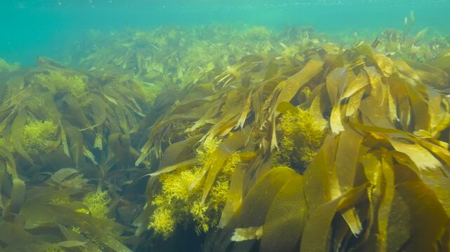 Lush brown seaweed underwater in the Atlantic ocean, kelp Saccorhiza polyschides with Gongolaria baccata algae, natural scene, Spain, Galicia, Rias Baixas