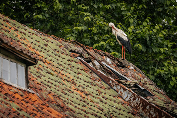 A stork stands on an old, weathered tiled roof with moss and rust patches, surrounded by green...