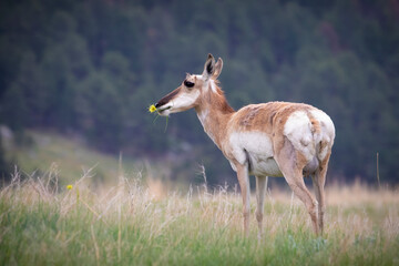 A female pronghorn with a flower in her mouth standing in a grassy field. 