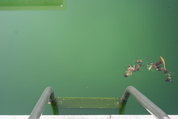 Swimming pool with dirty green water close-up.