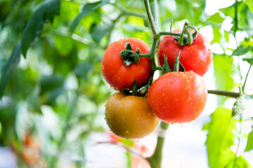 Red tomatoes growing on the plans