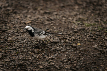 White wagtail bird walking on a rough gravel path, displaying its black, white, and gray feathers in a natural ground setting.