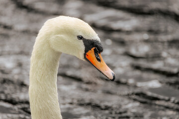 Close-up of a graceful white swan with water droplets on its beak, floating on a calm surface with...