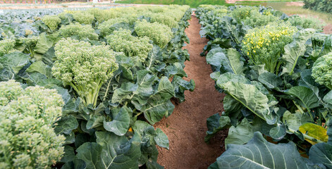 Green broccoli growing in the agricultural field