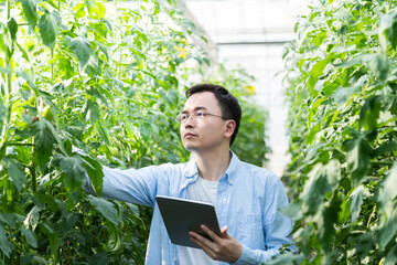 Young man farmer using digital tablet in tomato farm