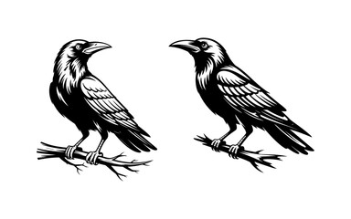 Obraz premium Two Majestic Ravens Perched on Branches: Black and White Illustration