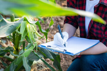 Woman farmer writing data in her corn field
