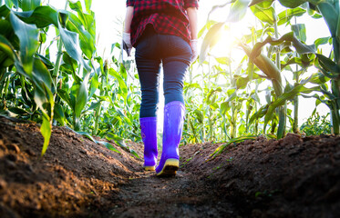 Young woman farmer walking in corn field