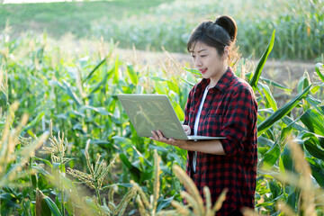 Young woman farmer using laptop in corn field