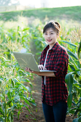 Young woman farmer using laptop in corn field