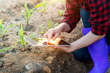Young woman farmer using digital tablet in corn field