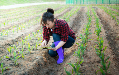 Young woman farmer using digital tablet in corn field