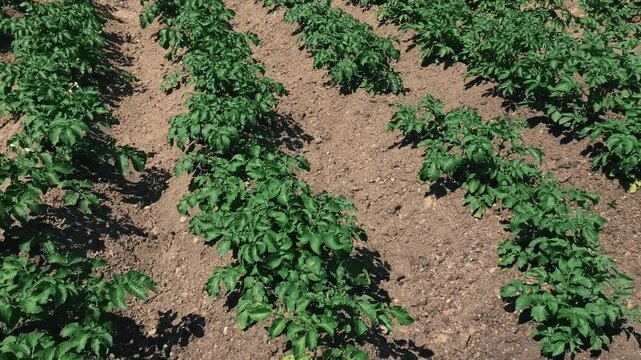 Rows of growing potatoes in a field