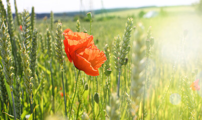 Green, not yet ripe wheat, rye field. Image of a green ear of wheat. Red poppies, cornflowers and...