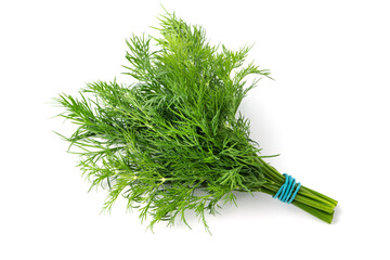 Fresh raw dill bunch isolated on white background.