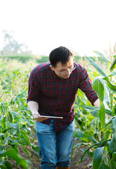 Young man farmer using digital tablet in corn field