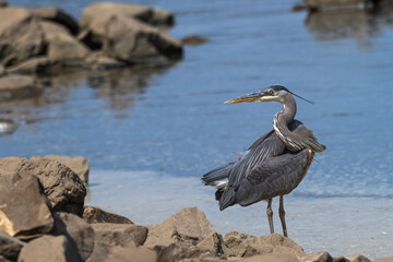 Great blue heron standing on the shore of a lake.