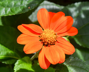 The image shows a Mexican Sunflower (Tithonia) flower, which may be of the Tithonia rotundifolia or Tithonia diversifolia species.