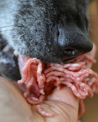 A large black and gray dog ​​eats raw minced meat straight from the hands of its owner.

