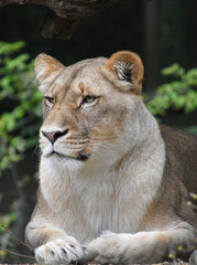 Vertical close-up portrait of a lioness

