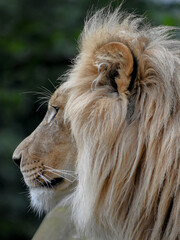 A close-up portrait of a lion, highlighting its powerful face and majestic mane.

