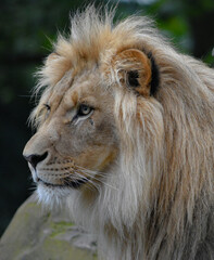 A close-up portrait of a lion, highlighting its powerful face and majestic mane.

